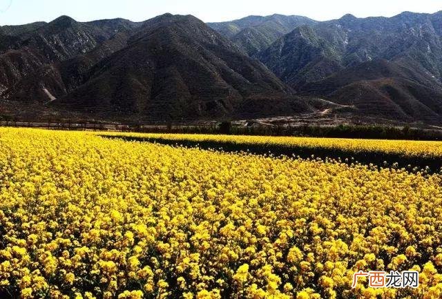大庆油菜花基地在什么地方,大同油菜花基地