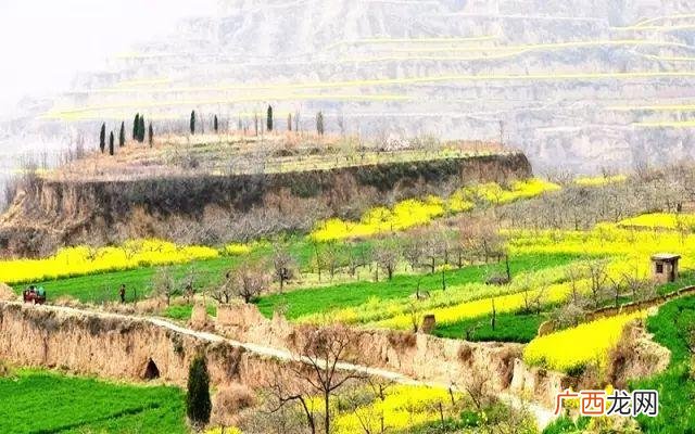大庆油菜花基地在什么地方,大同油菜花基地