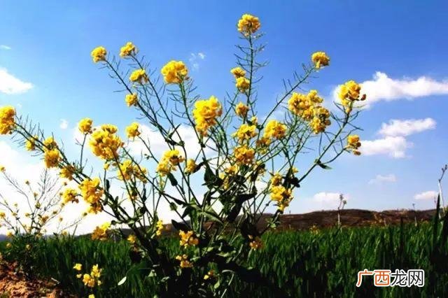 大庆油菜花基地在什么地方,大同油菜花基地