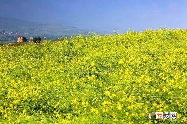 大庆油菜花基地在什么地方,大同油菜花基地