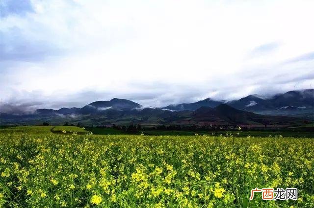 大庆油菜花基地在什么地方,大同油菜花基地