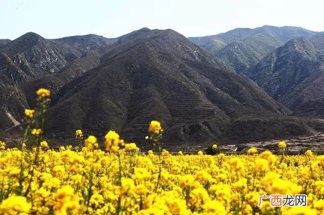 大庆油菜花基地在什么地方,大同油菜花基地