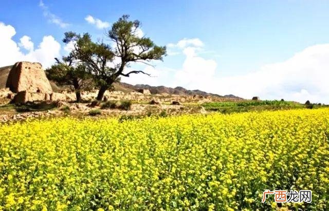 大庆油菜花基地在什么地方,大同油菜花基地