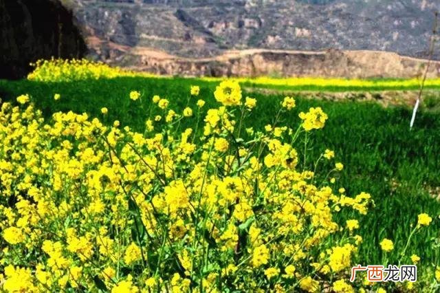 大庆油菜花基地在什么地方,大同油菜花基地