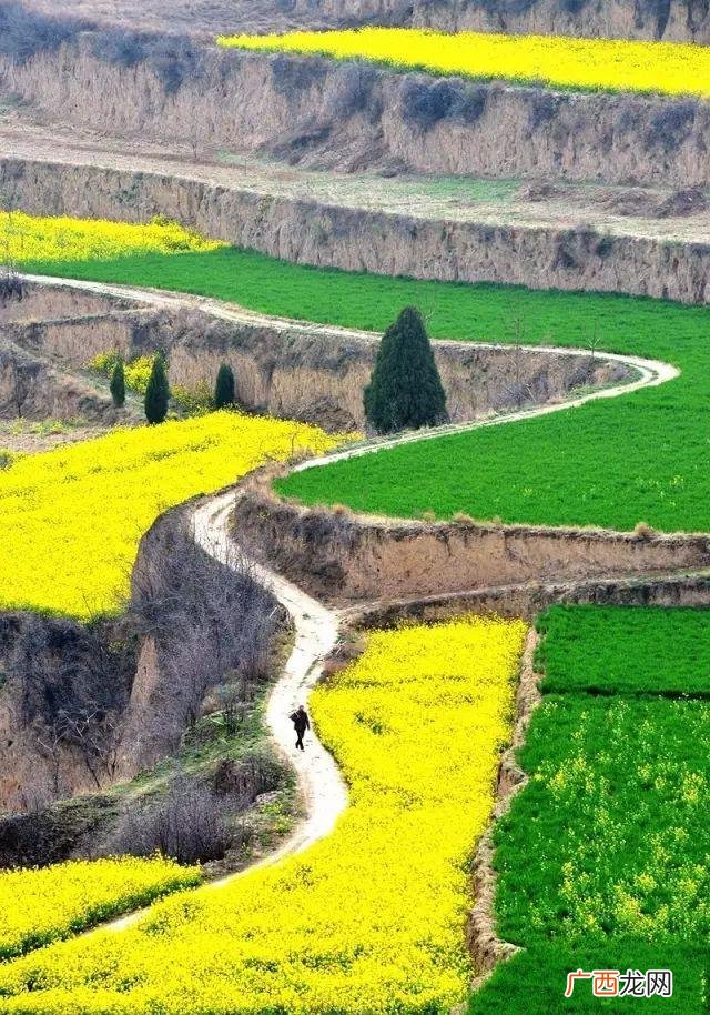 大庆油菜花基地在什么地方,大同油菜花基地
