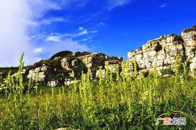 大庆油菜花基地在什么地方,大同油菜花基地