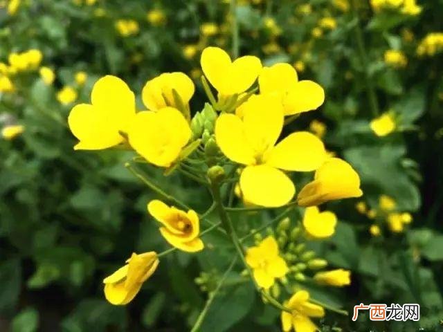 大庆油菜花基地在什么地方,大同油菜花基地