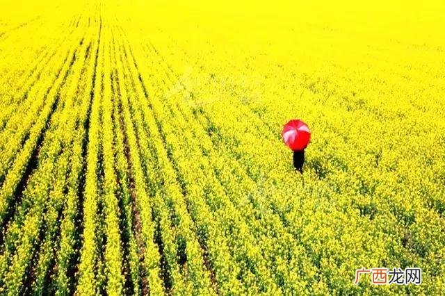 大庆油菜花基地在什么地方,大同油菜花基地