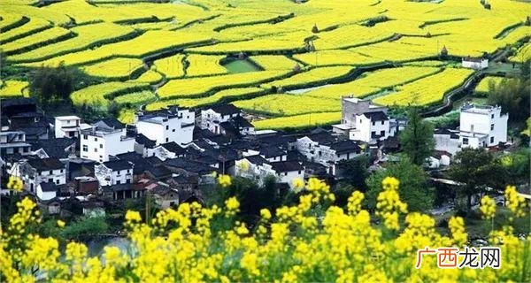 大庆油菜花基地在什么地方,大同油菜花基地