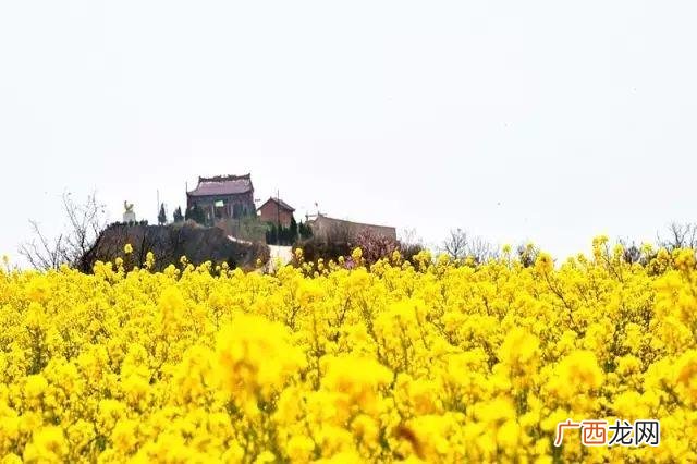 大庆油菜花基地在什么地方,大同油菜花基地