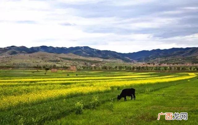 大庆油菜花基地在什么地方,大同油菜花基地
