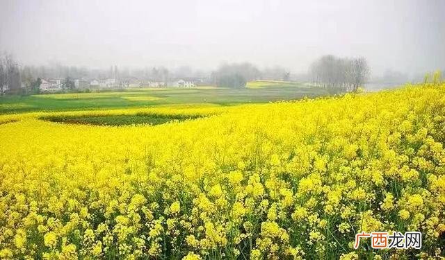大庆油菜花基地在什么地方,大同油菜花基地