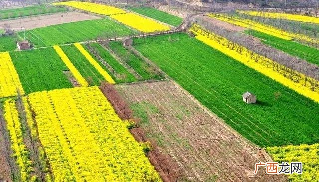 大庆油菜花基地在什么地方,大同油菜花基地