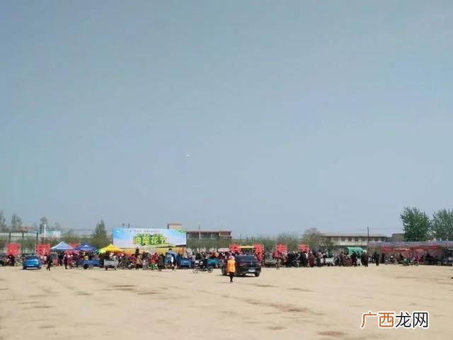 大庆油菜花基地在什么地方,大同油菜花基地
