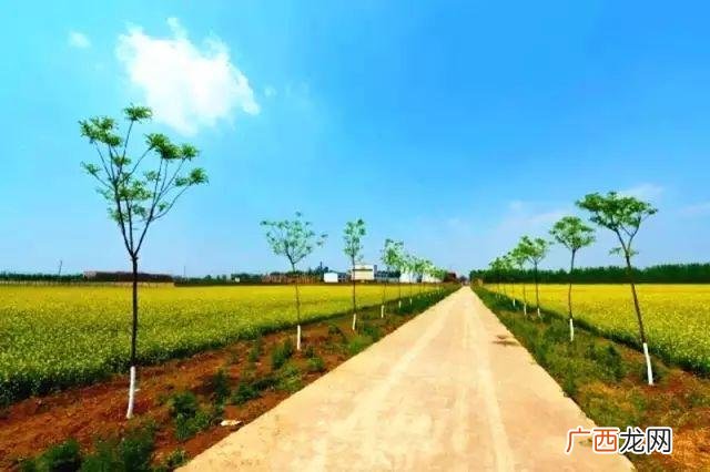 大庆油菜花基地在什么地方,大同油菜花基地