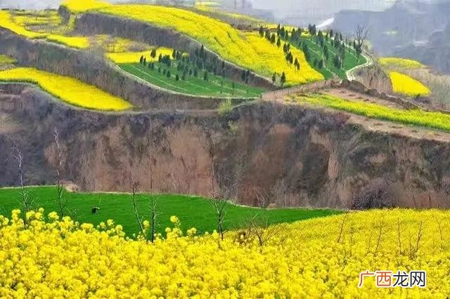 大庆油菜花基地在什么地方,大同油菜花基地