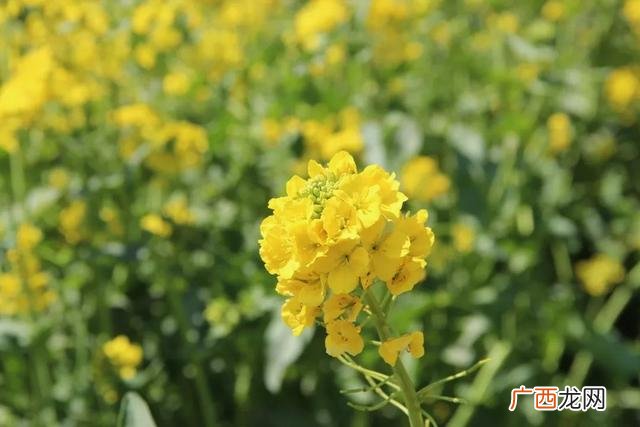 大庆油菜花基地在什么地方,大同油菜花基地