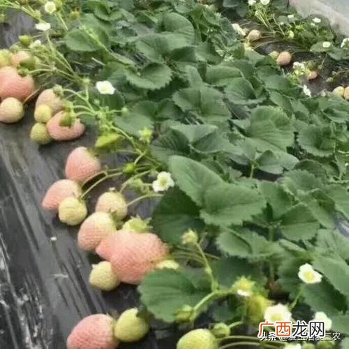 18种最赚钱的地摊生意 适合农村做的小本生意