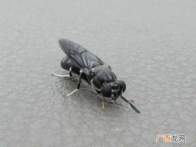 人工养殖黑水虻视频 黑水虻养殖项目