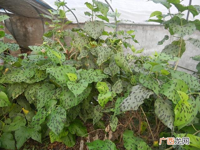 人工养殖黑水虻视频 黑水虻养殖项目