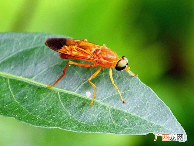 人工养殖黑水虻视频 黑水虻养殖项目
