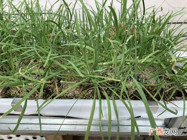 小型养鸡创业计划书范文 养殖创业项目计划书怎么写