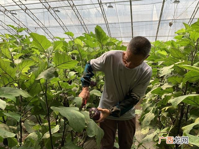 小型养鸡创业计划书范文 养殖创业项目计划书怎么写