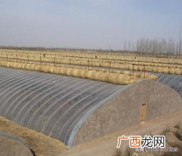 各种蔬菜大棚育苗技术 蔬菜温室大棚建设方案