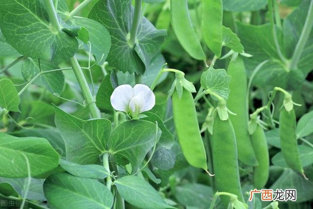 南方蔬菜种植时间表 这个季节种植什么蔬菜