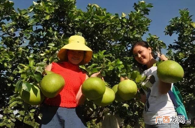 种植果树创业计划书,创业种植农产品什么比较好