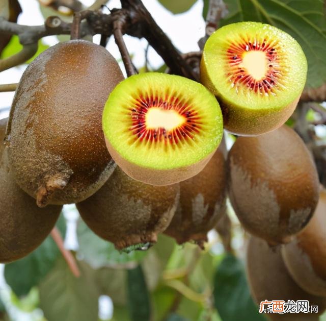 种植果树创业计划书,创业种植农产品什么比较好