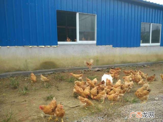 黑水虻产卵的温湿度 黑水虻和苍蝇哪个好养