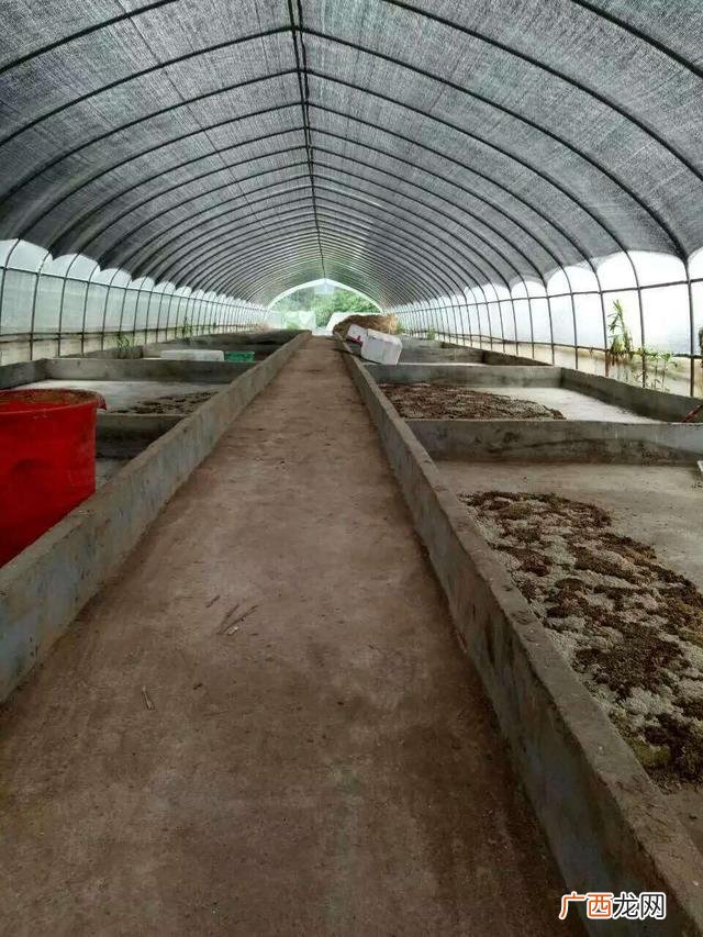 黑水虻产卵的温湿度 黑水虻和苍蝇哪个好养