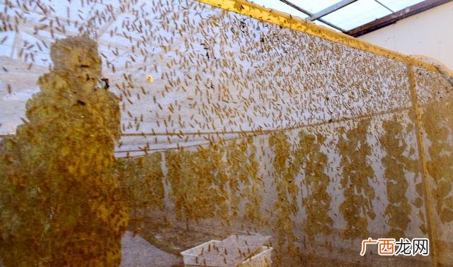 黑水虻产卵的温湿度 黑水虻和苍蝇哪个好养