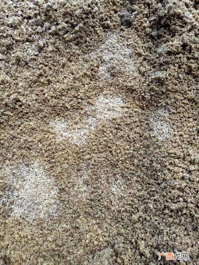 黑水虻产卵的温湿度 黑水虻和苍蝇哪个好养