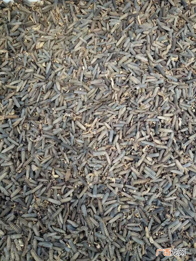 黑水虻产卵的温湿度 黑水虻和苍蝇哪个好养