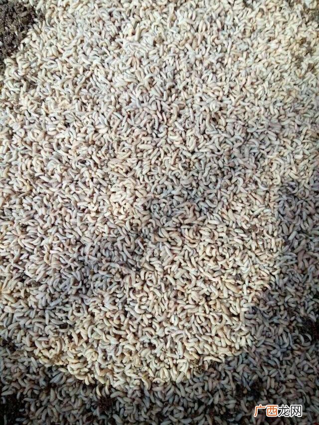黑水虻产卵的温湿度 黑水虻和苍蝇哪个好养