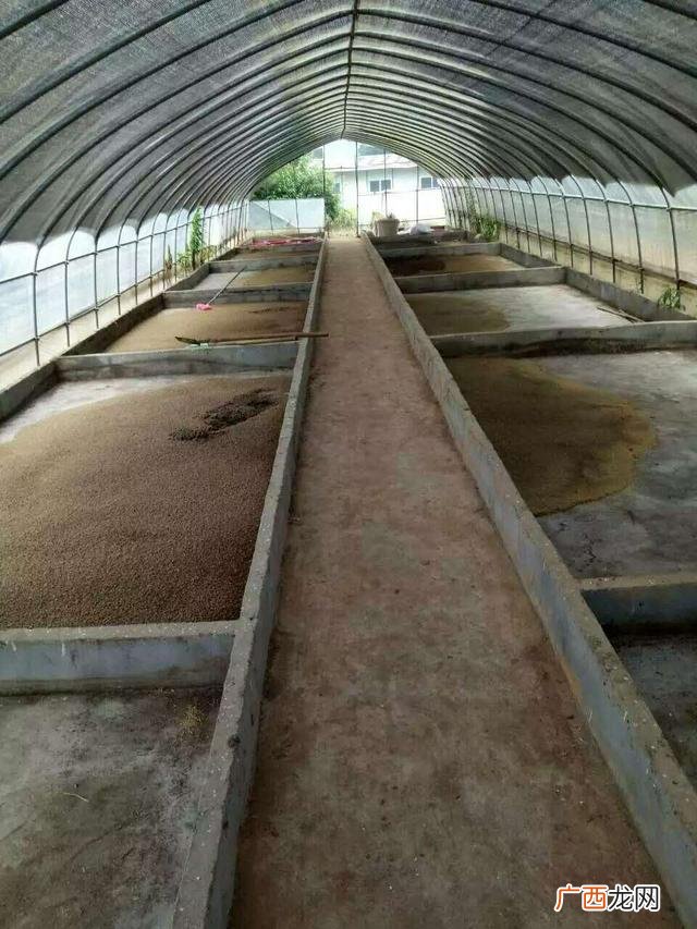 黑水虻产卵的温湿度 黑水虻和苍蝇哪个好养