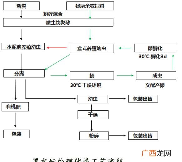 黑水虻产卵的温湿度 黑水虻和苍蝇哪个好养