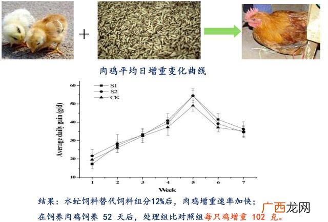 黑水虻产卵的温湿度 黑水虻和苍蝇哪个好养