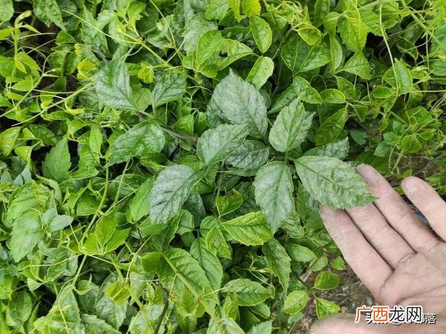 农村投资办厂致富项目 投资项目的利润有哪些