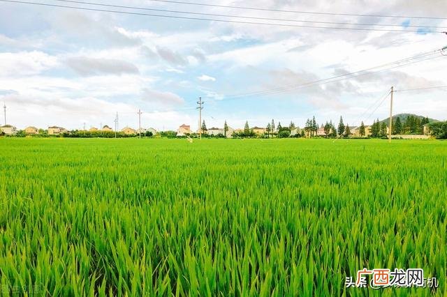 适合农村青年创业项目 农村创业做什么最适合