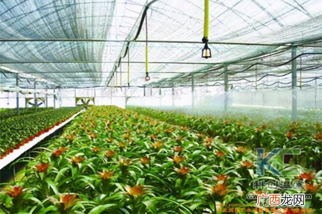 日光大棚建造方法 温室建造可行性报告