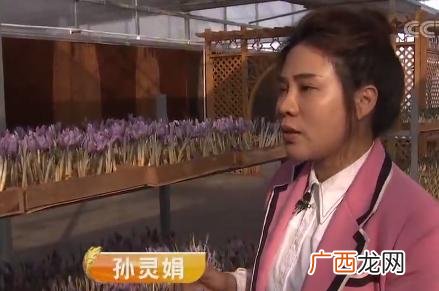 美人主意的暴利行业 种植什么最赚钱收益快