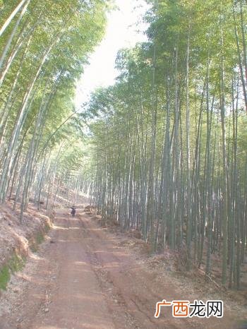 竹子加工厂,农村竹子加工项目