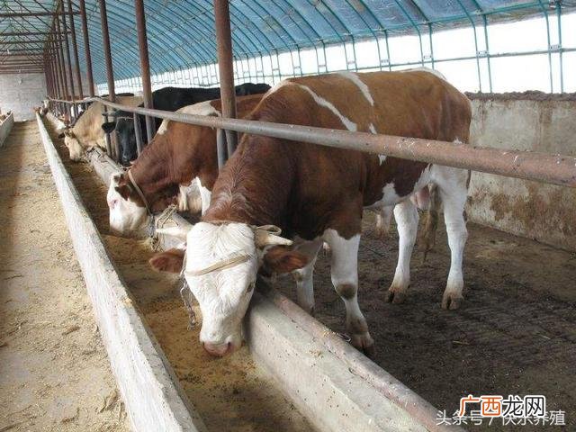 养牛效益怎么样,养牛可以吗