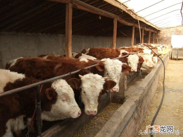 养牛效益怎么样,养牛可以吗