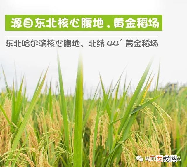 零投资在家赚钱的项目 手机创业项目零投资