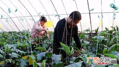致富经2017年致富榜样,三农创业致富榜样