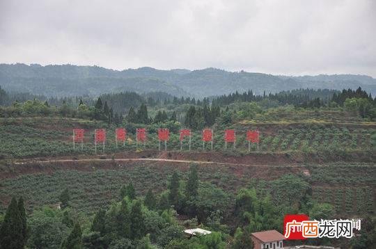 四川王涛,王涛创业者